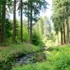 Woodland walk at Cragside