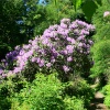 Woodland walk at Cragside