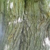 Oak Bark