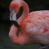 Flamingo at the Zoo