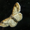 A moth on the window