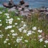 Daisies by the Reservoir