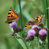 Small tortoiseshells