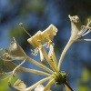 Honeysuckle by a bridleway, Belbroughton, Worcs