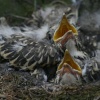 Thrush's