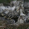 Thrush's