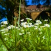 Daisies by the Church