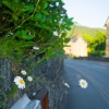 Dasies