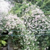 Mill Barn gardens, Samlesbury