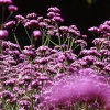 Flowers in Beaulieu