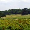 Wide angle shot of part of the grounds.