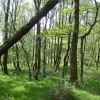 Woods Near Ennerdale Bridge