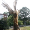 ' Pegasus '
