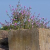 Wildflowers at North Fambridge