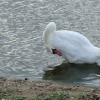 Ducks practicing hard for the next Olympics......The 'One Legged Race.'!