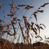 Grasses, Twyford, Bucks
