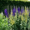 More pretty flowers
