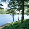 Looking through the trees at Derwent Reservoir.