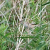 Sedge Warbler