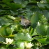 Botanic Garden