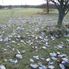 Bedfordshire