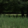 Deer in the woodland