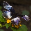 Fly away Home