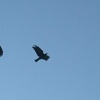 Choughs at Polpeor Cove, The Lizard