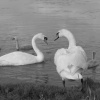 Swans at the academy of light