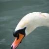 Swan