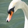 Swan