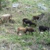 Goats around Corfe Castle