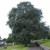 The big tree (Elswick Cemetery)