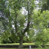 The catapult tree, Elswick Cemetery
