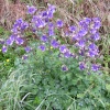 Wild flowers