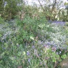 Wild flowers