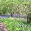 Bluebells