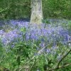 Bluebells