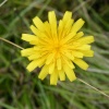 Wild flower