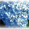 More flowers in my garden