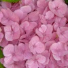 Flowers in my garden