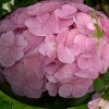 Flowers in my garden