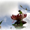 Flowers in my garden