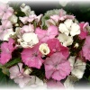 Flowers in my garden