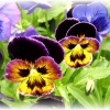 Flowers in my garden