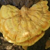 Fruiting fungi