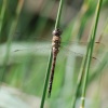 Common Hawker male