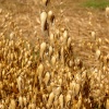 Ripe oats, Botolph Claydon, Bucks
