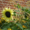 Wimpole Hall