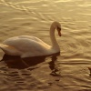 Swan in evening light. Valentines Park.